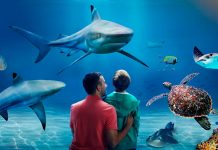 Top 10 Sights to See at UK SEA LIFE Centres 2021