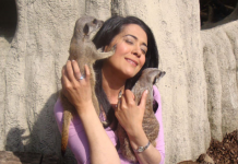 Win a Meet the Meerkats for Two Experience – Paradise Wildlife Park Meet the Meercats - Buyagift